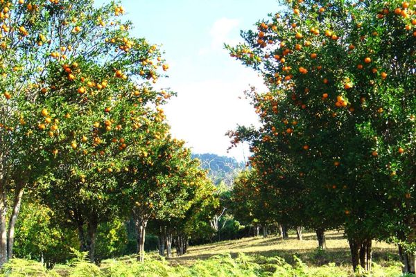 Orange trees in Manipur. (99 kb)
