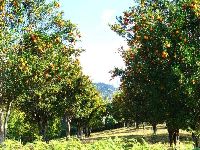 Orange trees in Manipur. - click to enlarge...